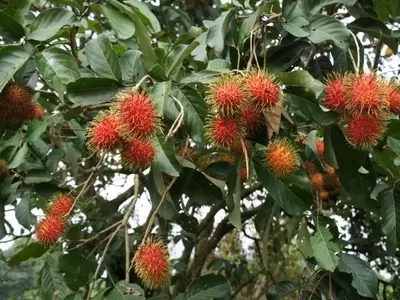 Rambut￡n: Cultivo, Cuidado y Propiedades de la "Licha Peluda"