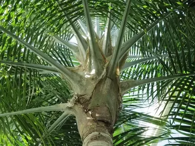 Descubriendo la Majestuosa Palmera: Ravenea Rivularis