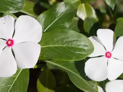 Guía Integral para la Recolección y Conservación de Semillas Florales