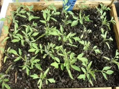 Optimización del Cultivo: Estrategias Esenciales para el Éxito de tus Semilleros