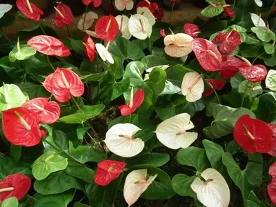El Arte del Cuidado: Manteniendo tus Plantas Tropicales en Esplendor
