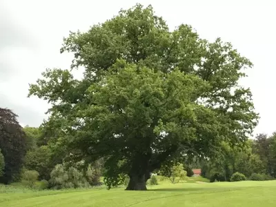 El Imponente Roble: Un Árbol Emblemático de la Península Ibérica
