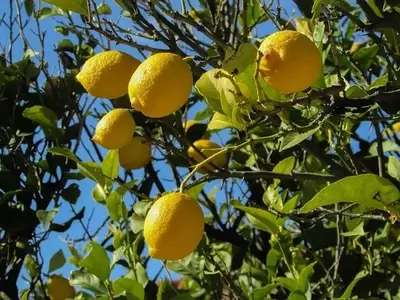 Descubriendo los Secretos de la Fructificación en Cítricos: Una Guía Completa