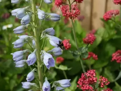 Guía Completa para la Germinación Exitosa de Semillas Florales