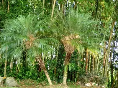 Guía Definitiva para el Abonado Óptimo de Palmeras