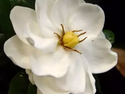 Guía Completa para el Cultivo y Cuidado de Plantas Acidófilas