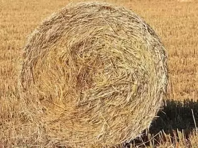 Transformando Residuos de Algodón en Soluciones Sostenibles para el Suelo