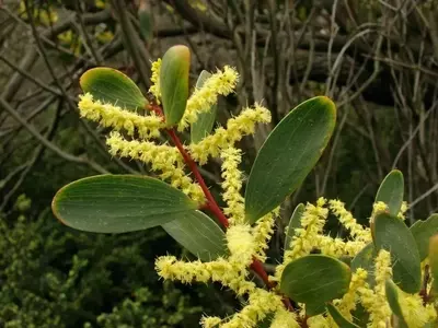 Descubriendo la Diversidad de Acacias: Belleza y Adaptabilidad en el Jardín
