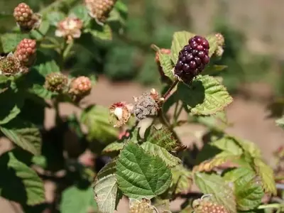 Moho en Plantas: Causas, Prevención y Soluciones Efectivas