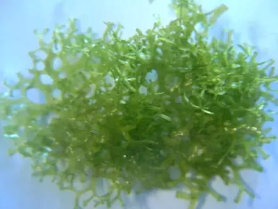 Riccia Fluitans: La Planta Acuática Versátil para Acuarios