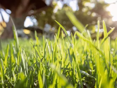 Césped artificial en entornos arbóreos: Guía de instalación y mantenimiento