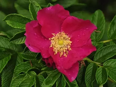 Descubriendo la Rosa Rugosa: Belleza, Cuidados y Usos