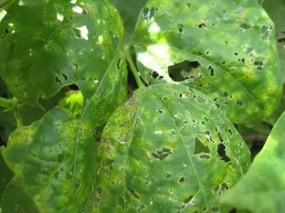 La Roya: Identificación, Tratamiento y Prevención de Esta Amenaza Fúngica en Plantas