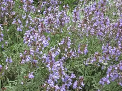 La Salvia Officinalis: Guía Completa de Cultivo y Propiedades