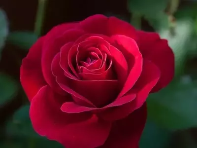 La Rosa Roja: Historia, Simbolismo y Cuidado de la Flor Eterna