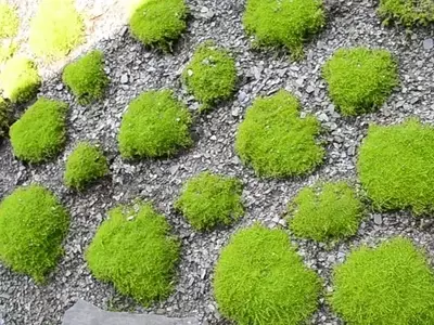 Guía Completa para el Cultivo y Cuidado de la Sagina Subulata