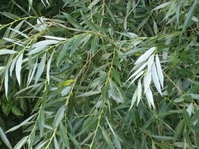 Sauce Blanco: El Árbol Majestuoso con Múltiples Beneficios