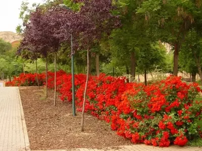 La Rosa 'La Sevillana': Belleza y Cuidados Esenciales