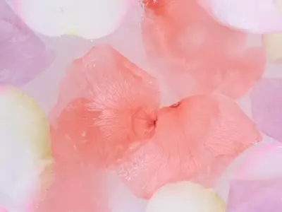 La Majestuosa Rosa Damascena: Esencia, Cuidados y Virtudes