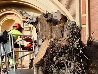 La Despedida del Ficus de Triana: Un Símbolo que Se Va