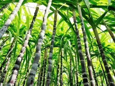Descubriendo la Caña de Azúcar: Desde sus Orígenes hasta su Impacto Global