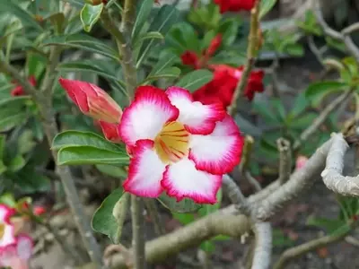 La Fascinante Rosa del Desierto: Guía Completa de Cuidado y Cultivo
