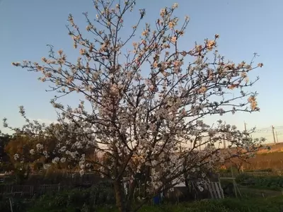 Sabiduría Popular: Refranes de Marzo y su Impacto en la Naturaleza y el Cultivo