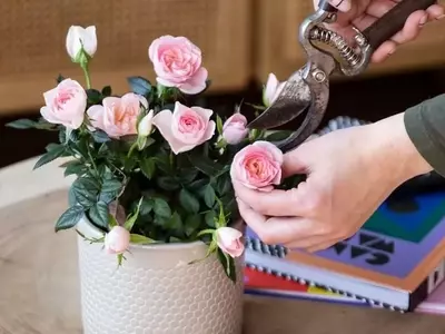 El Encanto de los Rosales Miniatura: Guía Completa de Cultivo y Cuidado