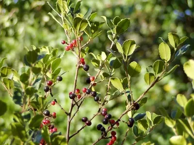 El Aladierno: Un Arbusto Mediterráneo Esencial para Jardines Resilientes