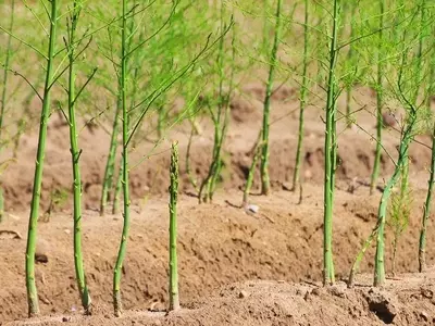 Guía Completa para la Propagación y Cuidado de la Esparraguera