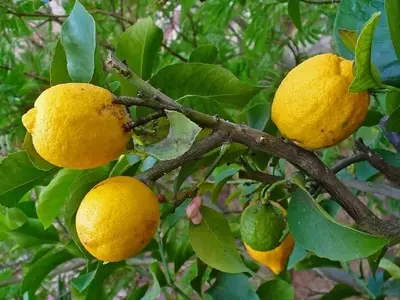 Cultivo de Árboles Frutales en Maceta: Una Guía Esencial para Jardineros Urbanos