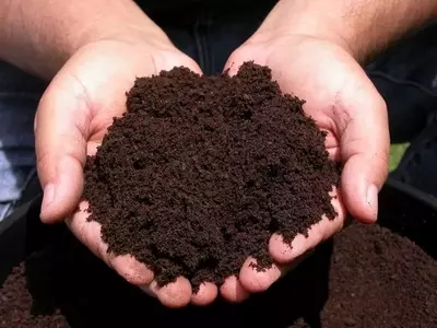 La Importancia de Fertilizar tus Plantas en Otoño para un Florecimiento Primaveral Exuberante