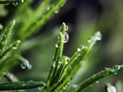 Regando con Agua del Grifo: Claves para el Cuidado de tus Plantas