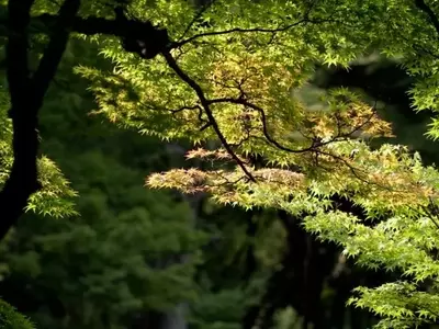 La Elegancia de los Arces: Una Guía Completa para tu Jardín