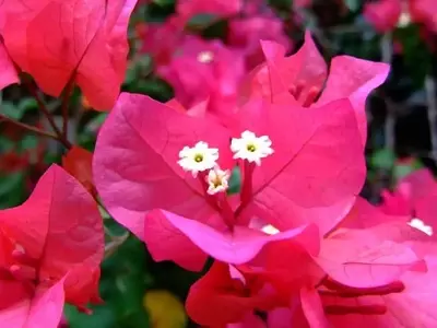Plantas Trepadoras Ideales para Climas Cálidos