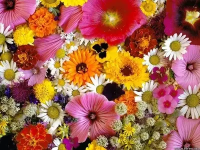 Embellezca Su Hogar con Plantas: Una Guía de Flores Exquisitas y Sus Cuidados