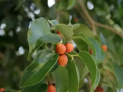 Cultivo de Ficus Benjamina en Jardines: Una Guía Detallada
