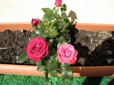 El Arte de Cultivar Rosas en Macetas: Una Guía Esencial para Jardineros Urbanos