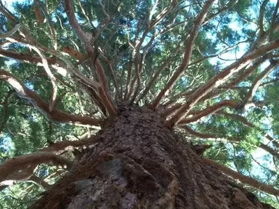 La Majestuosidad de la Secuoya Gigante: Un Coloso de la Naturaleza