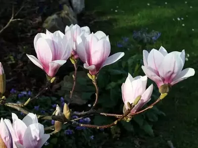 Schisandra Chinensis: La Enredadera Asiática con Poderes Medicinales y Ornamentales