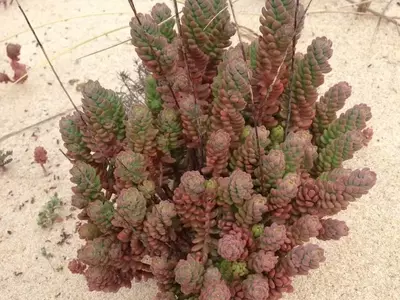 Descubriendo el Sedum Sediforme: Una Joya Botánica Mediterránea Resistente y Versátil