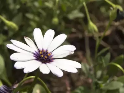 Jardinería Resiliente: Seleccionando Plantas para Climas Áridos