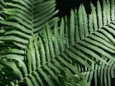 Guía Completa para un Jardín Vibrante: Descubre Plantas sin Flores que Embellecen tu Espacio