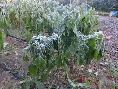 Cultivando en Enero: Estrategias Esenciales para un Huerto Productivo