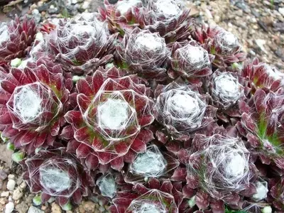Sempervivum: Resistencia y Belleza en tu Jardín Invernal
