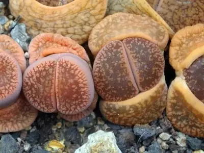 Descubre el Fascinante Mundo de las Suculentas Más Singulares