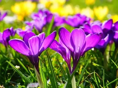 Flores Vibrantes para la Primavera: Guía Completa de Cultivo