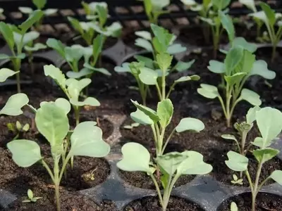 Guía Definitiva para el Éxito en la Germinación de Semillas: Todo sobre Semilleros