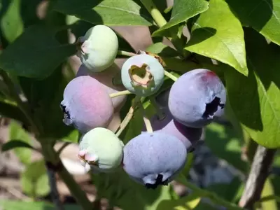 Guía Completa para el Cultivo Exitoso del Arándano: Desde la Semilla hasta la Cosecha