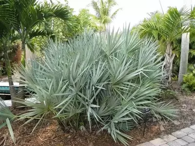 Descubriendo la Serenoa Repens: Una Palmera Versátil para tu Jardín